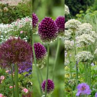 Allium Collection Tall Growing (45 bulbs)